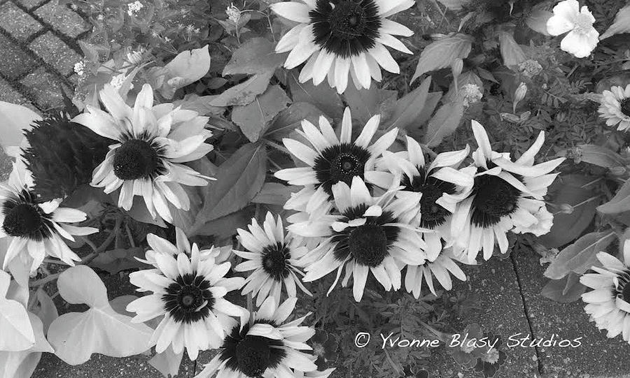 Just Plain Jane Floral by Yvonne Blasy Just Plain Jane Floral by Yvonne Blasy