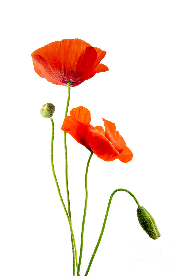 Just poppies Photograph by Delphimages Photo Creations