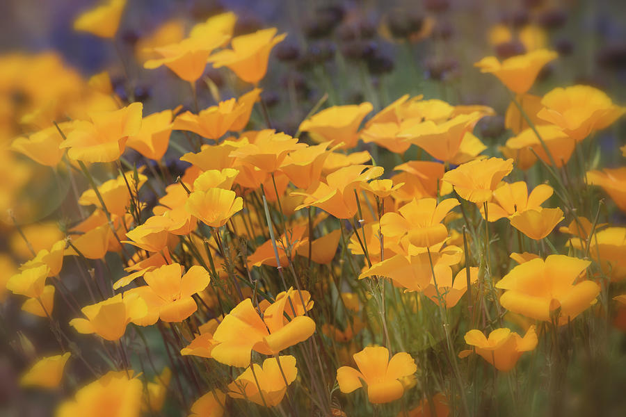 Just Poppies Too Photograph by Saija Lehtonen - Fine Art America