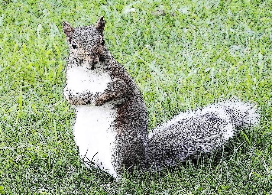 Squirrel Photograph - Just Posing 63 by Lynne Iddon