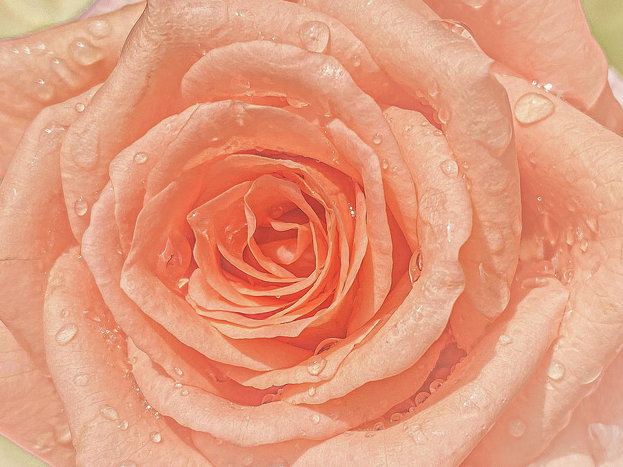 Rose Photograph - Just Rose by Rumiana Nikolova