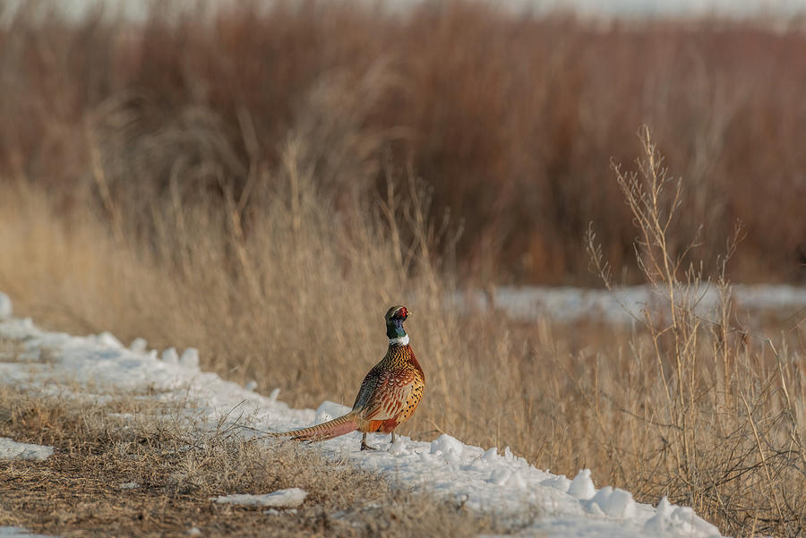 Pheasant Photograph - Just Sneaking Over The Edge by Yeates Photography