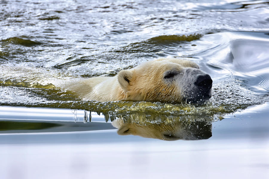 Just Swimmin Photograph by Kuni Photography