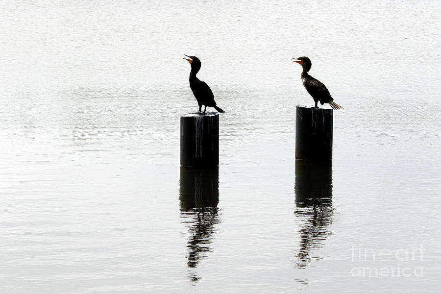 Just Talking - Two Double-crested Cormorants conversing on pilings Photograph by John Van Decker