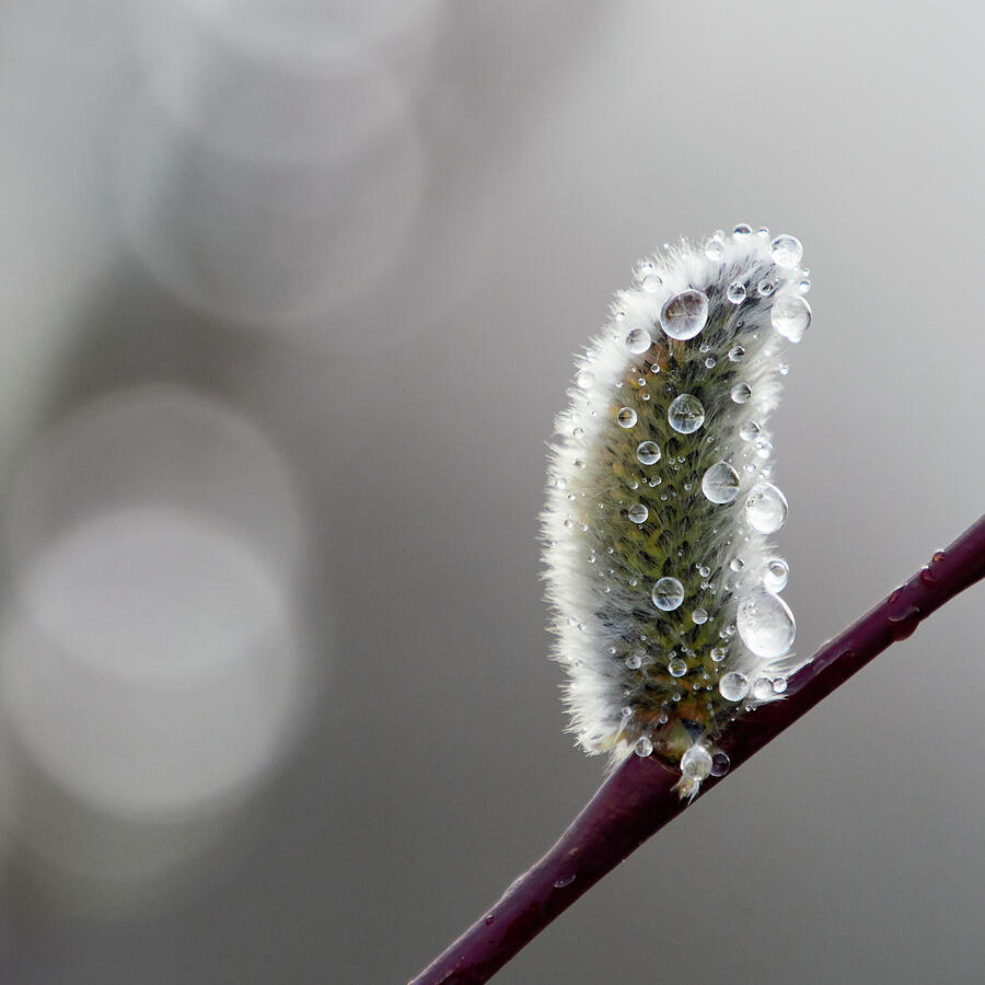 Just tears this spring. Willow catkins Photograph by Jouko Lehto