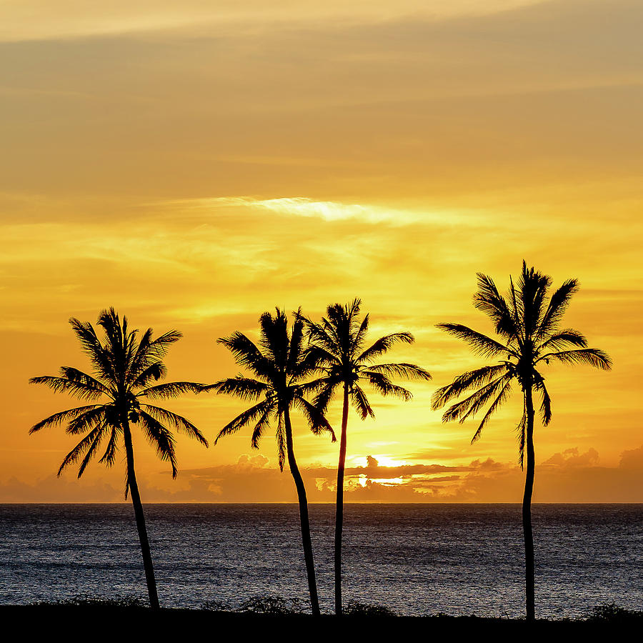 Just the Four of Us - Coconut Palms at Kepuhi Beach, Molokai, Hawaii ...