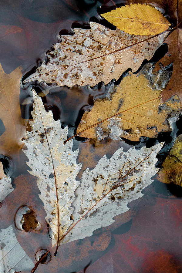 Just Two Leaves Photograph by Iris Greenwell