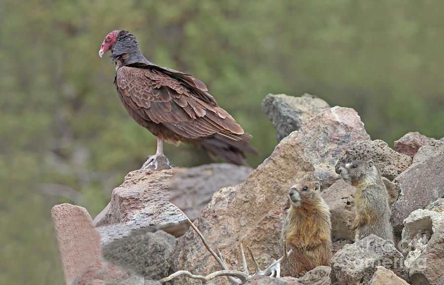Turkey Vulture Photograph - Just Waiting by Gary Wing Turkey Vulture Photograph - Just Waiting by Gary Wing