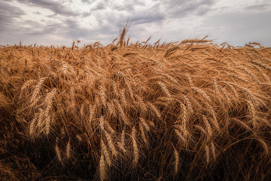 Just Wheat Photograph by Scott Bean