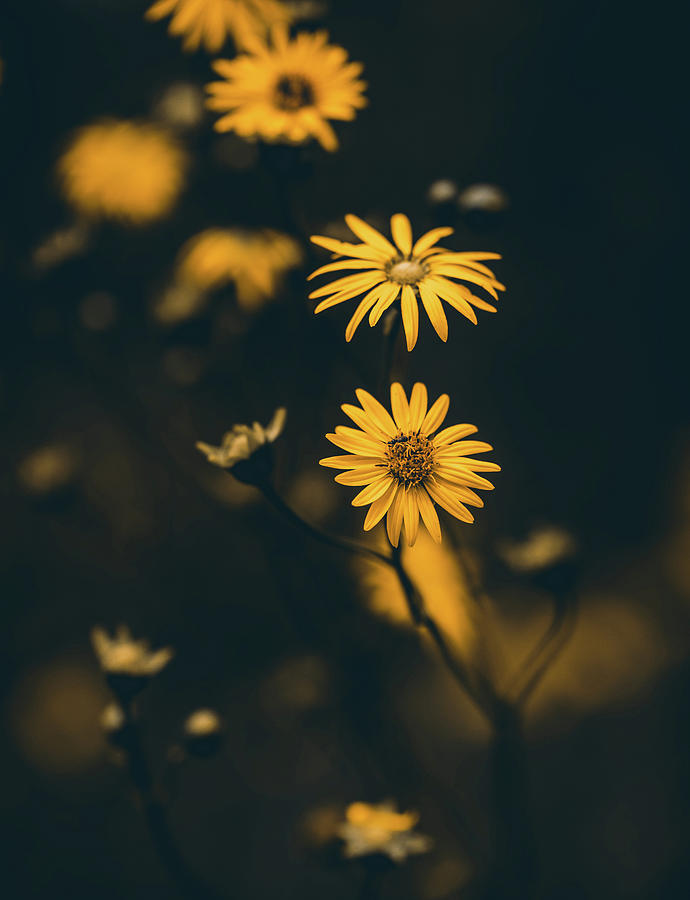 Just Yellow Flowers Photograph by Dan Sproul