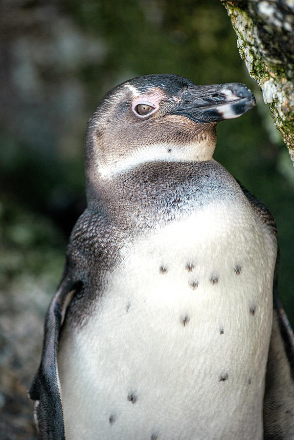 Juvenile African Penguin Close-up Photograph by Matt Swinden