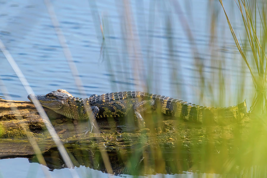 Juvenile Alligator Lying On A Log Photograph By Terry Kelly - Fine Art 