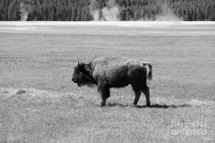Juvenile American Bison Photograph by Christiane Schulze Art And Photography