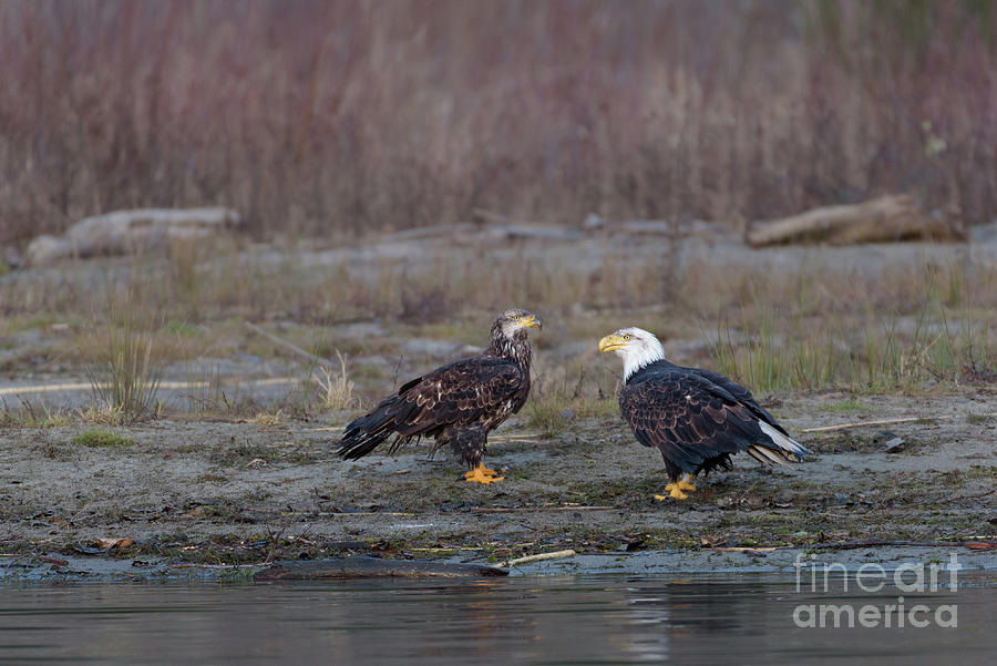 Wildlife Photograph - Juvenile and Adult Bald Eagles Have a Conversation by Nancy Gleason