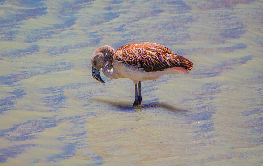Juvenile Andean Flamingo, Bolivia Photograph by Venetia Featherstone-Witty