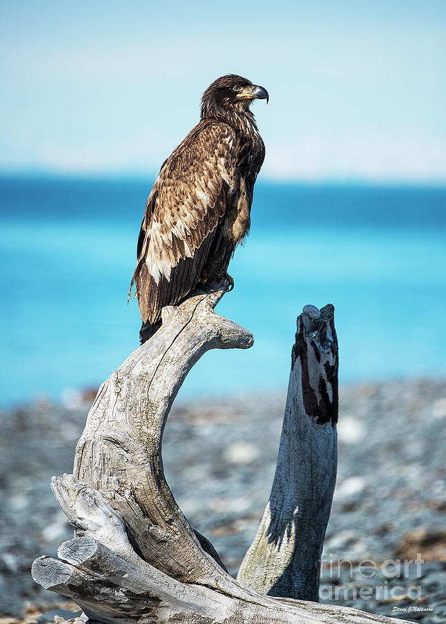 Juvenile Bald Eagle 1 Photograph by Steven Natanson