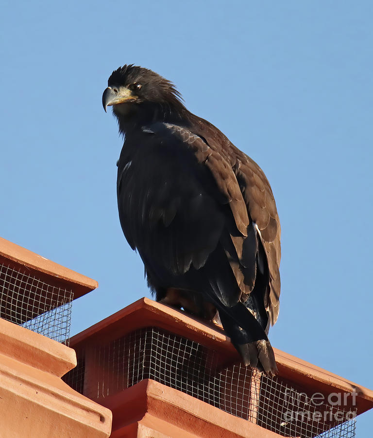 Juvenile Bald Eagle 103, Indiana Photograph by Steve Gass - Pixels