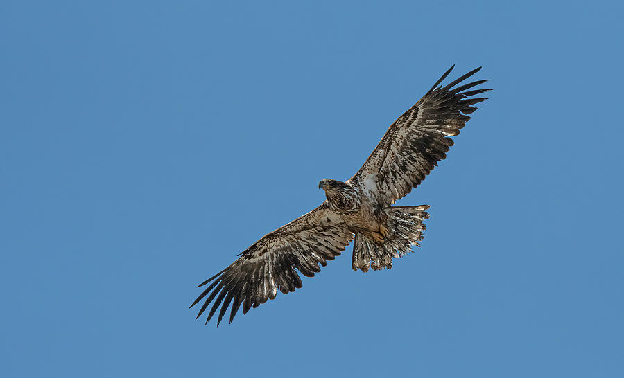 Juvenile Bald Eagle 2 Photograph by Rick Mosher