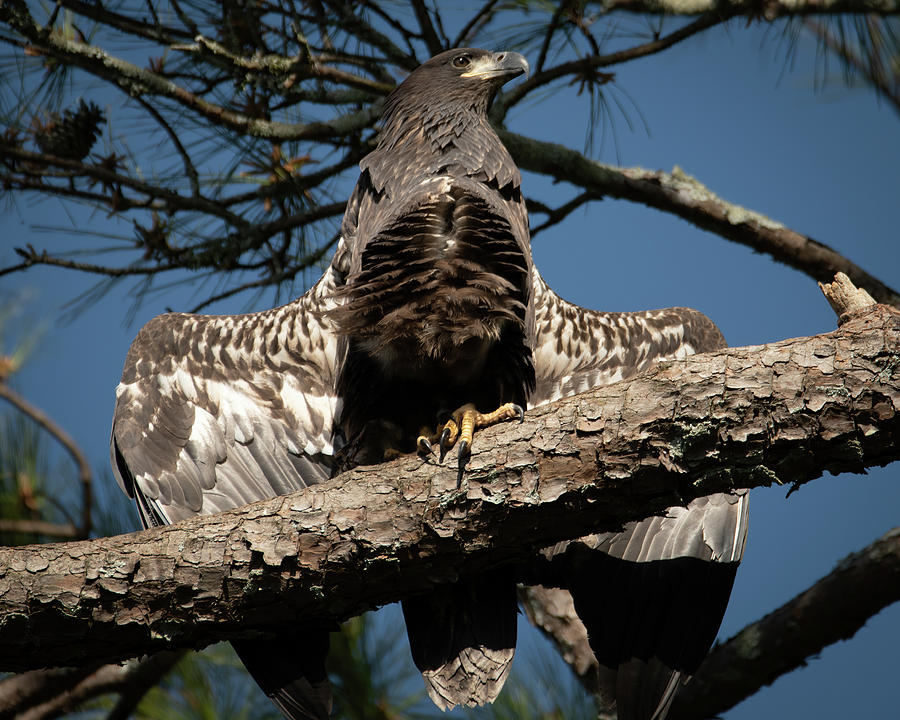 Juvenile Bald Eagle 3 Photograph by Robert Cochran - Fine Art America