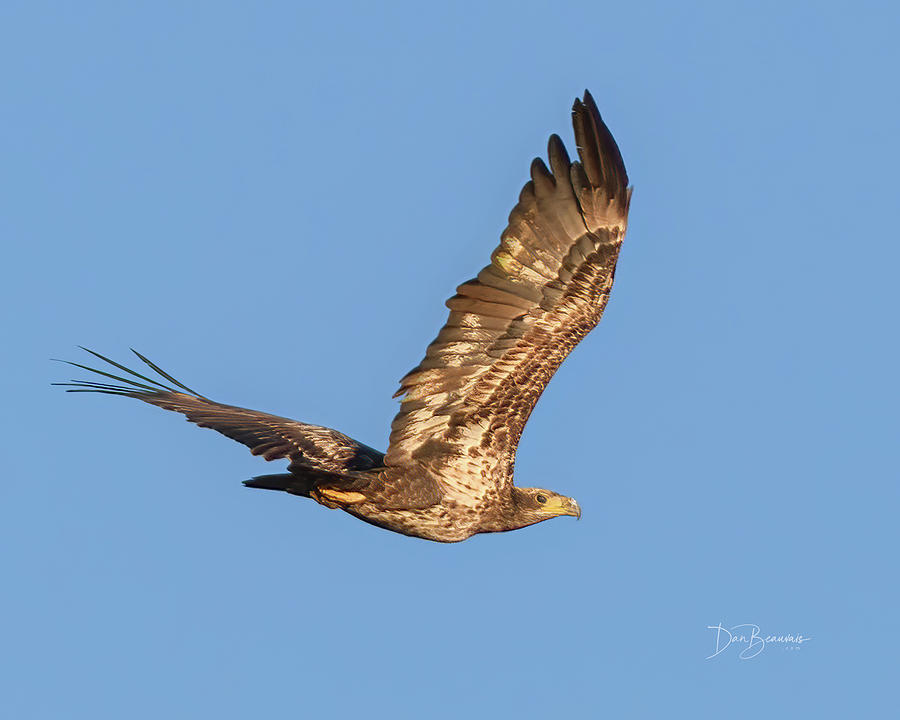 Juvenile Bald Eagle #4873 Photograph by Dan Beauvais