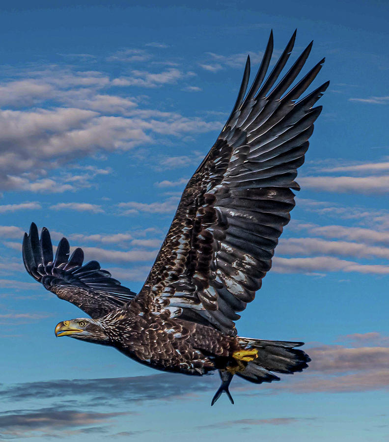 Juvenile Bald Eagle Photograph by Brian Shoemaker