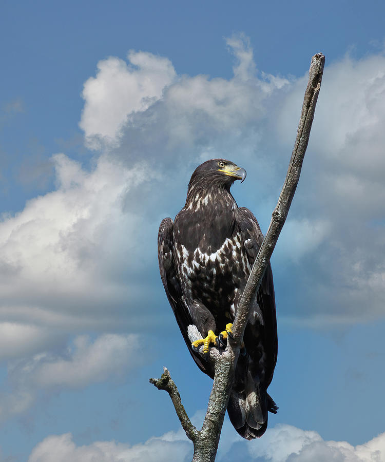 Juvenile Bald Eagle Photograph by Chris Busch