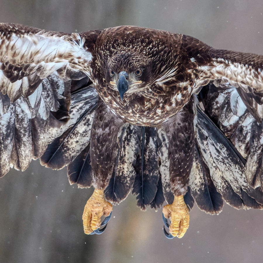 Juvenile Bald Eagle Closeup Photograph by Paul Freidlund