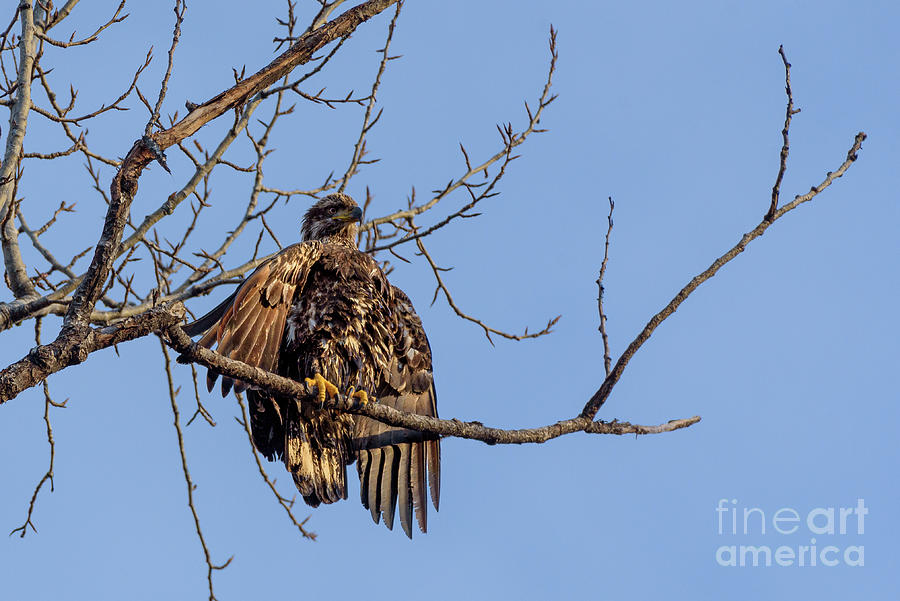 Wildlife Photograph - Juvenile Bald Eagle Drying out after a Splash for Salmon by Nancy Gleason