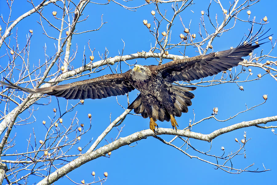 Juvenile Bald Eagle Flight Photograph by Alan Raasch