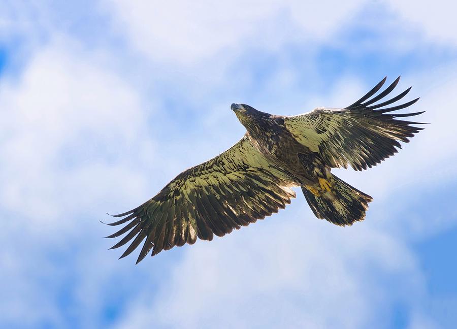 Juvenile Bald Eagle Flight Photograph by Lynn Hopwood