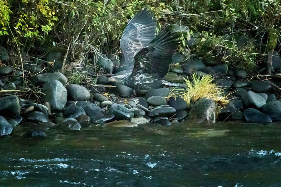 Juvenile Bald Eagle Flying, Wings Up Photograph by Belinda Greb
