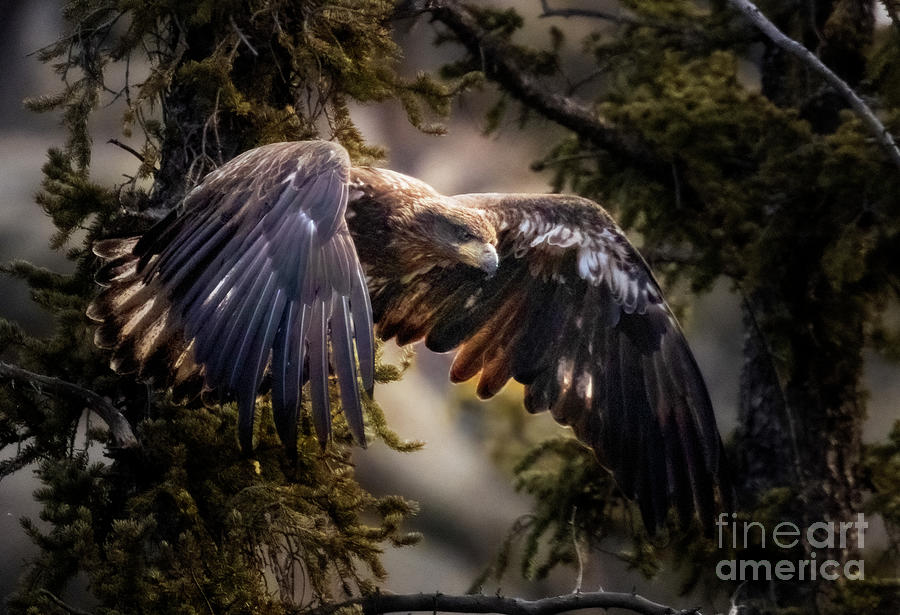 Juvenile Bald Eagle Flying Photograph