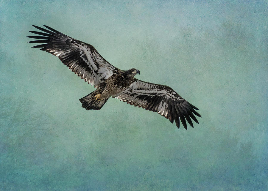Juvenile Bald Eagle - horizontal Photograph by Patti Deters
