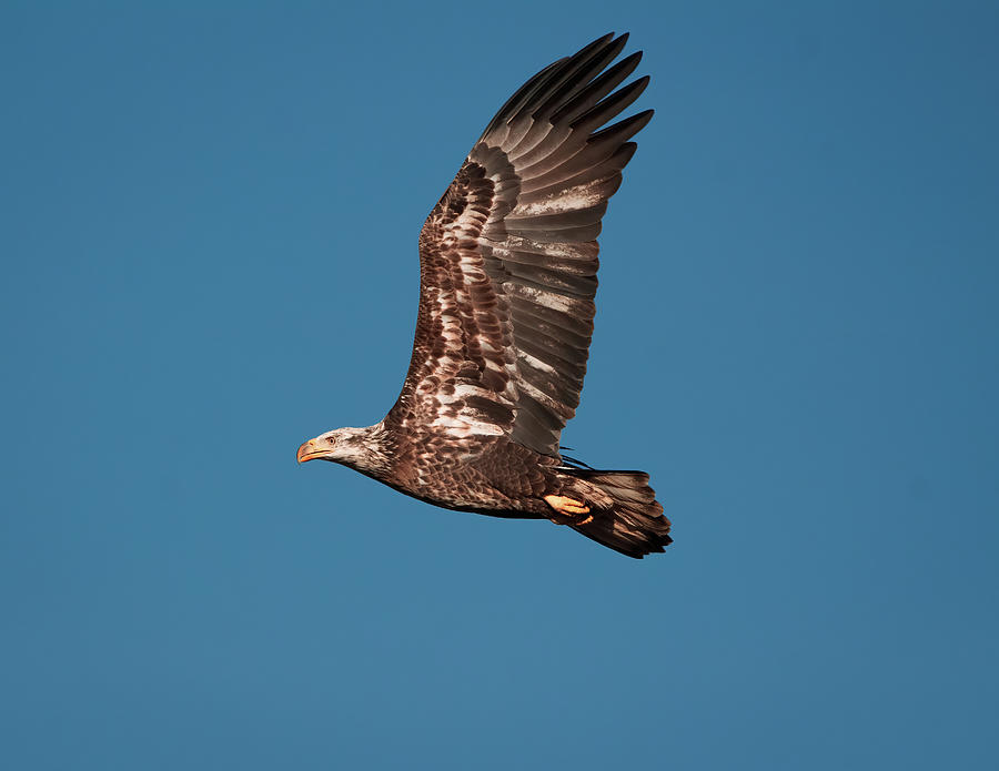Juvenile Bald Eagle - In Flight Photograph by Chad Meyer