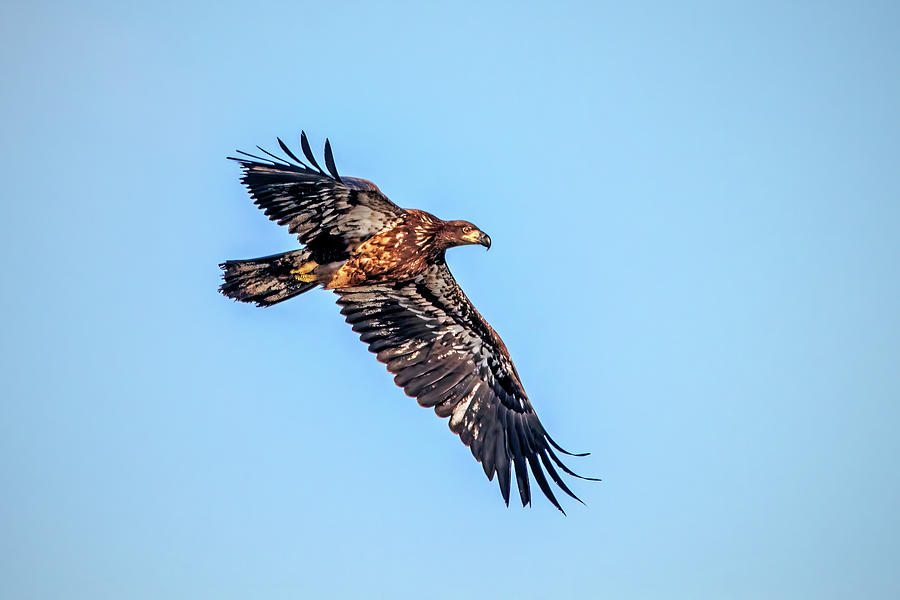 Juvenile Bald Eagle in Flight I Photograph by Ira Marcus