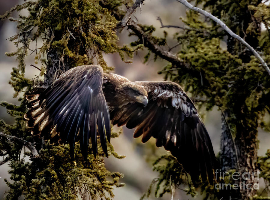 Juvenile Bald Eagle in Flight Photograph by Steven Krull