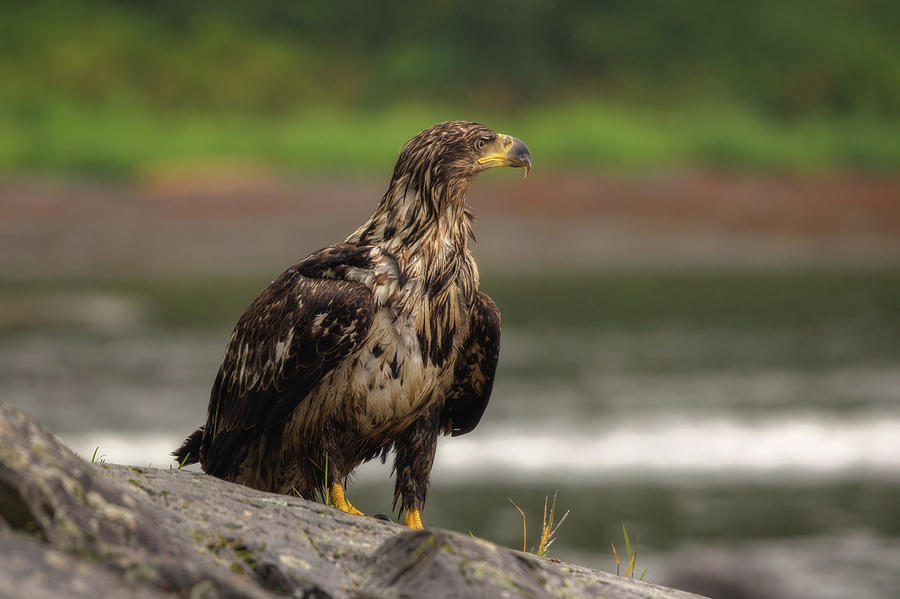Juvenile Bald Eagle in Sitka Photograph by Robert J Wagner