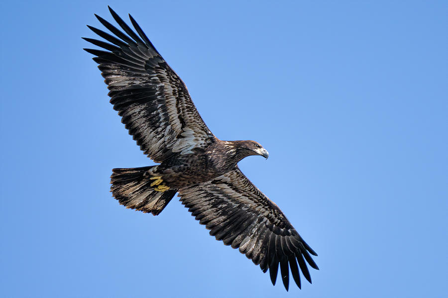 Juvenile Bald Eagle Photograph by James Overesch Juvenile Bald Eagle Photograph by James Overesch