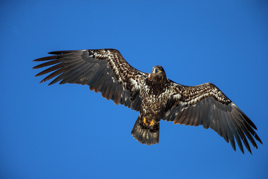 Juvenile Bald Eagle Photograph by Jeff Hinds - Fine Art America