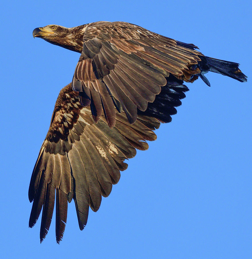 Juvenile Bald Eagle Photograph by Jeffrey PERKINS