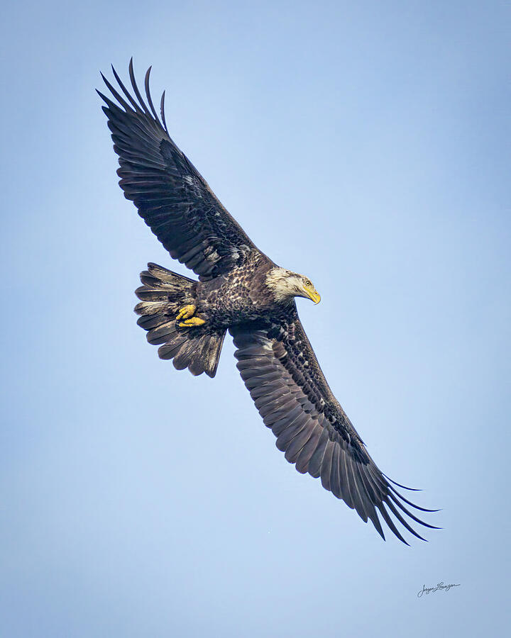 Bald Eagle Photograph - Juvenile Bald Eagle by Jurgen Lorenzen