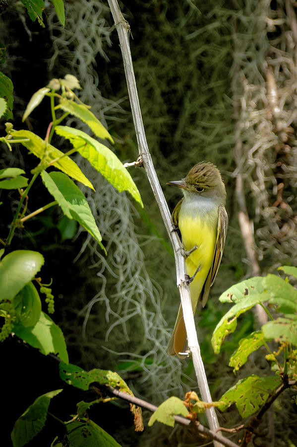 Great Crested Flycatcher #1 Photograph by Colin Hocking