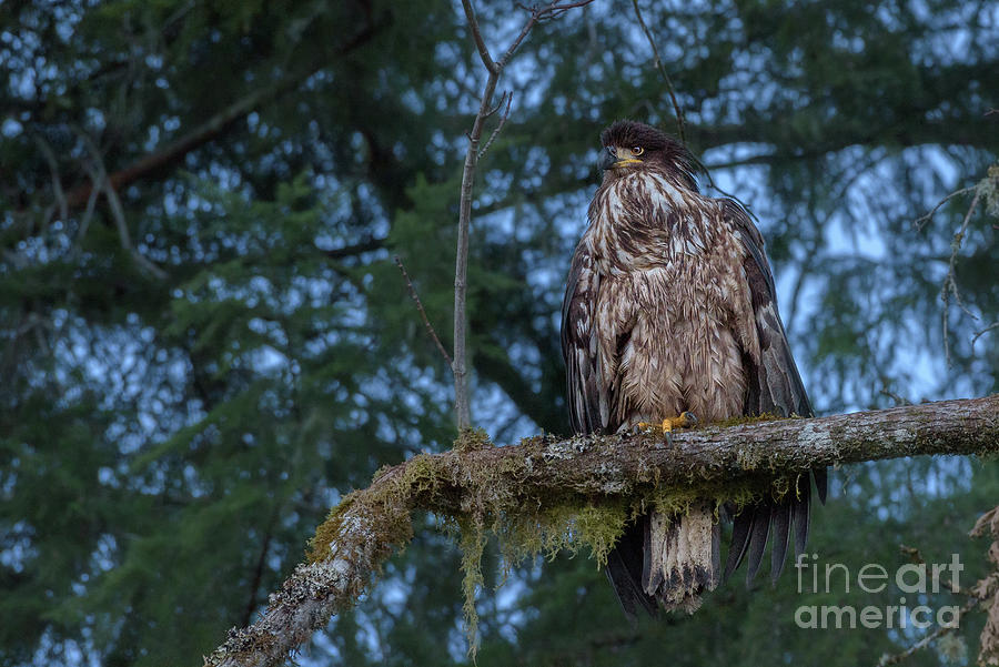Wildlife Photograph - Juvenile Bald Eagle on a Cold Winter Morning by Nancy Gleason
