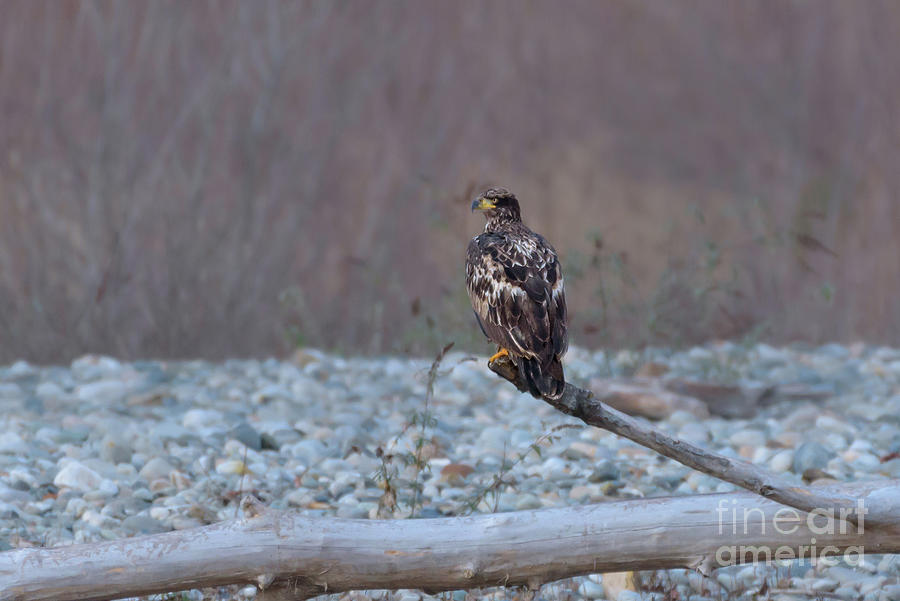Wildlife Photograph - Juvenile Bald Eagle on a Perch over Skagit River by Nancy Gleason