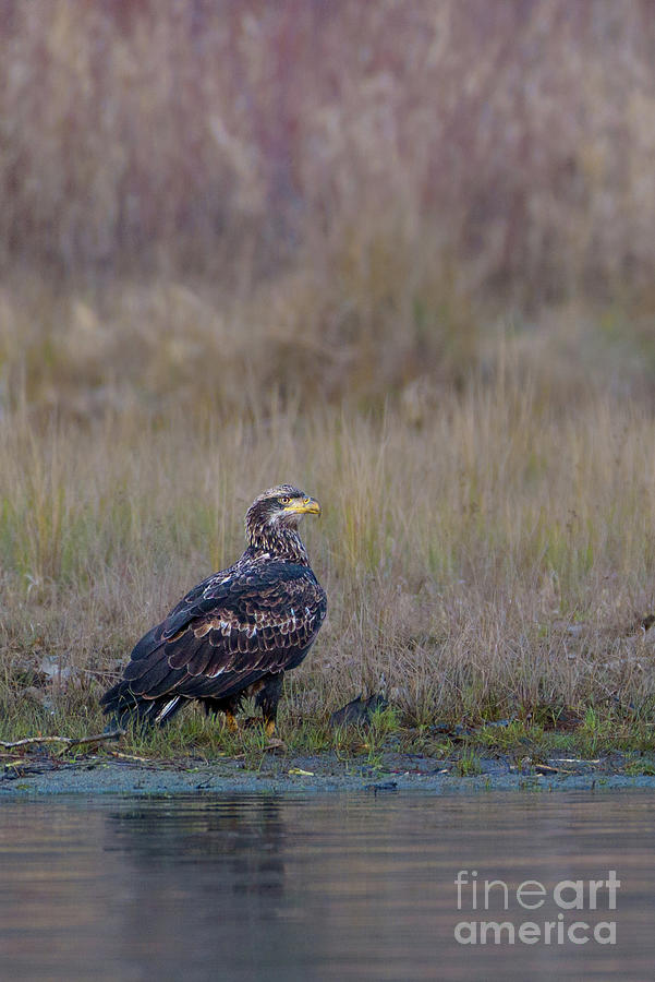 Wildlife Photograph - Juvenile Bald Eagle on a Skagit River Shoreline #1 by Nancy Gleason