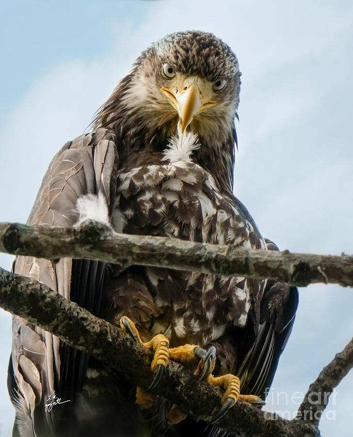 Juvenile Bald Eagle Peering Through Branches Photograph by TK Goforth