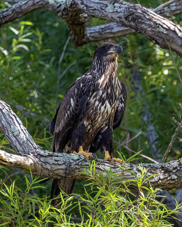 Juvenile Bald Eagle Perch Photograph By Alan Raasch Fine Art America