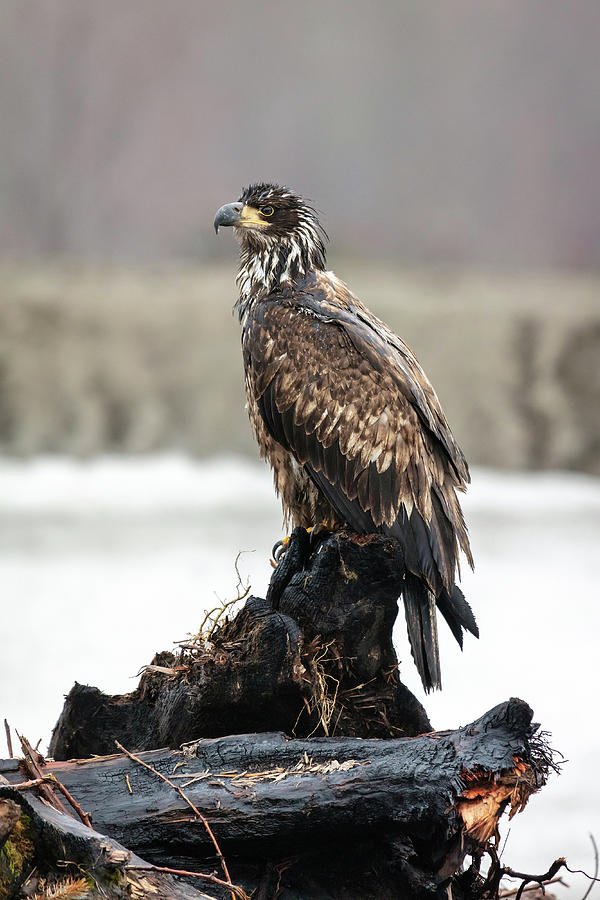 Juvenile Bald Eagle Photograph by Pierre Leclerc Photography