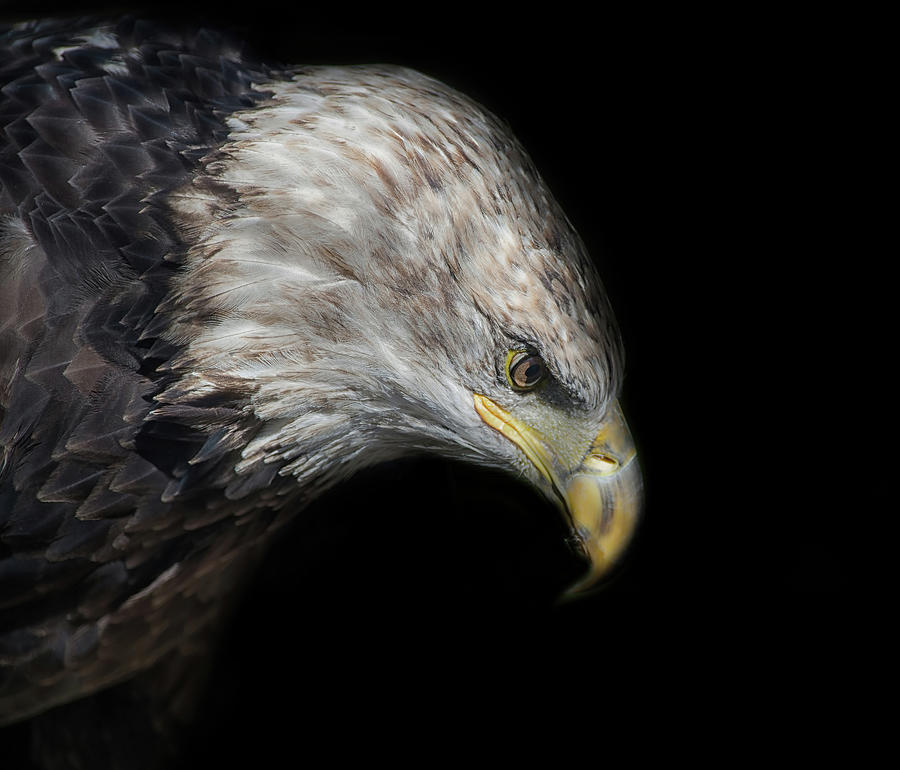 Juvenile Bald Eagle Portrait Photograph by CR Courson