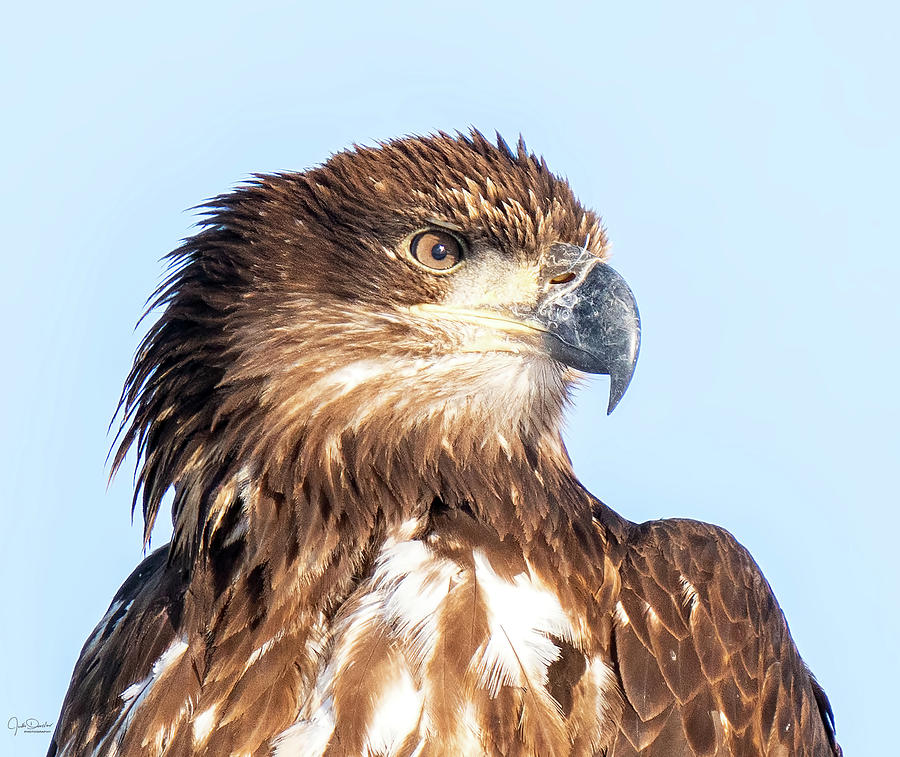 Juvenile Bald Eagle Portrait Photograph by Judi Dressler